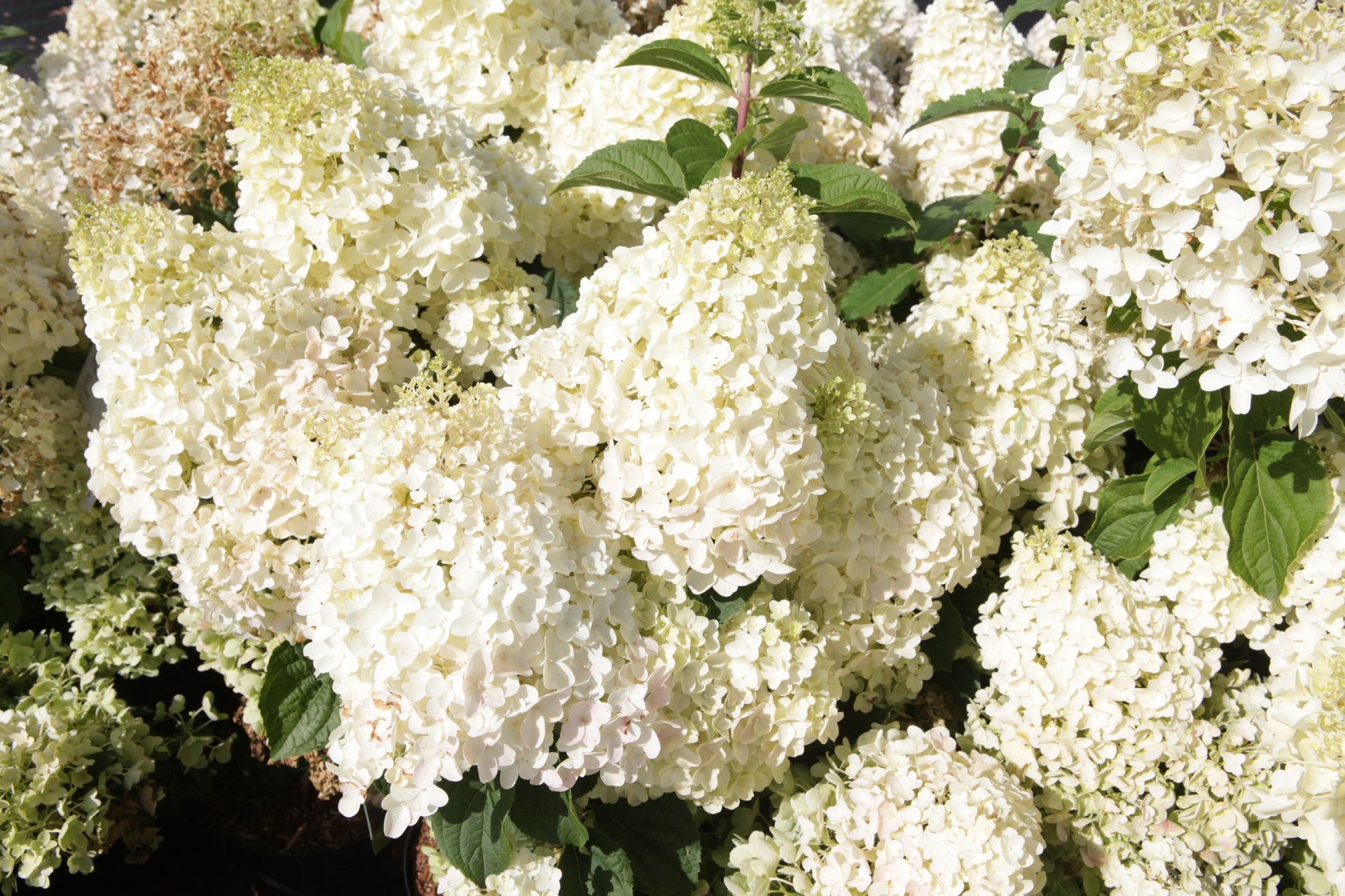 Гортензия метельчатая Сильвер Доллар